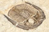 Ventral Cordania Trilobite - Black Cat Mountain, Oklahoma #209152-1